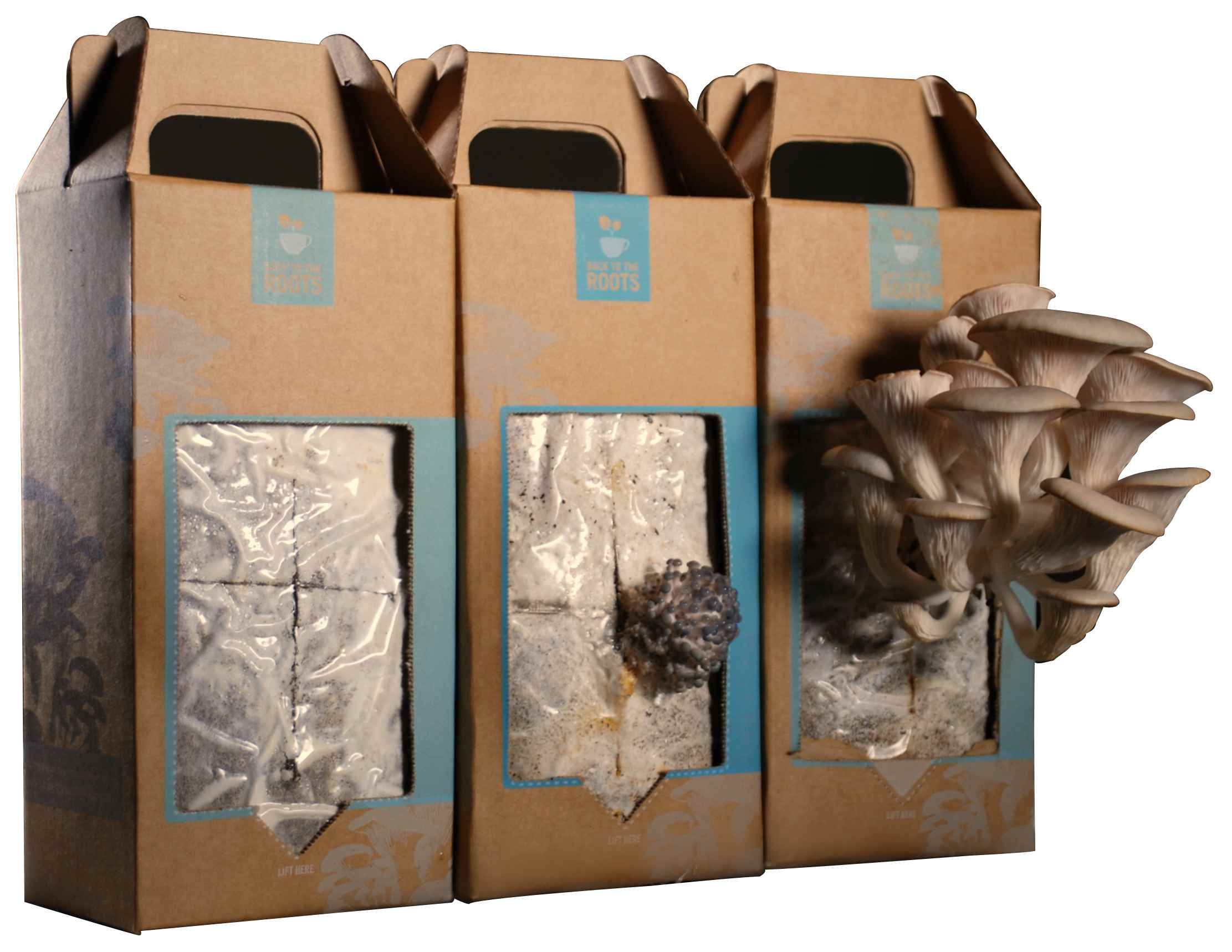 Custom Mushroom Boxes