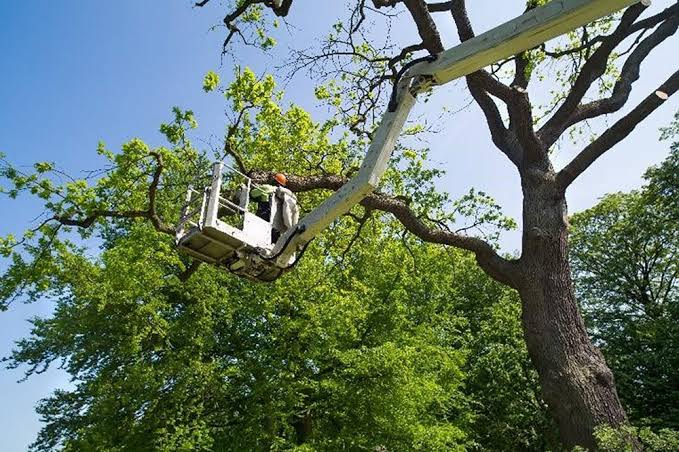 Residential Tree Surgery Preston